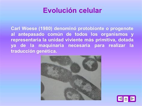 Teoria De La Evolucion De La Celula Compartir Celular