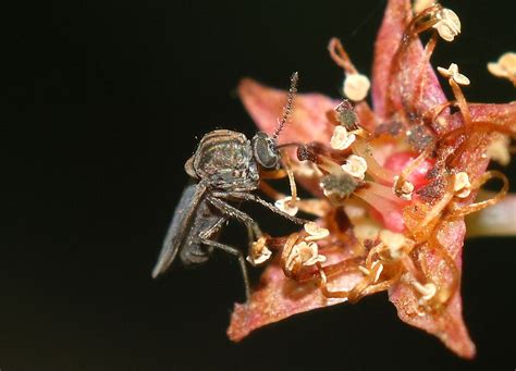 The best method of control is to remove the infested parts of the plants and pick up all of the buds or other plant parts that drop to the ground. All About Biting Midges and How to Control Them
