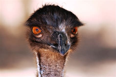 Emu Head Australia Free Photo On Pixabay Pixabay