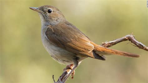 Climate Change Is Making Nightingales Wings Shorter And Their Annual