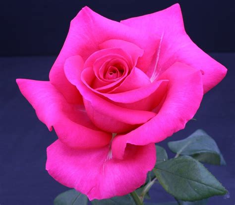 Rose All My Loving™ Dark Pink Hybrid Tea Rose Weeks Roses Good Disease Resistance