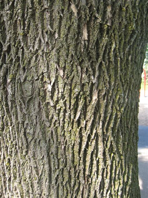 Basic Tree Tree Identification Regional And Community