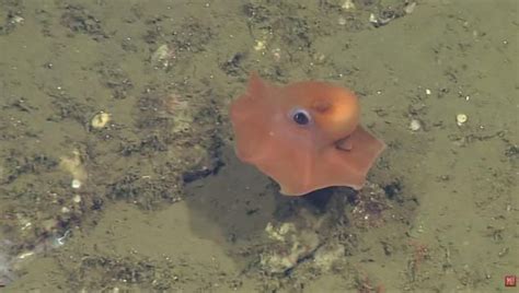 This New Pink Big Eyed Octopus Discovered Is So Adorable A Scientist