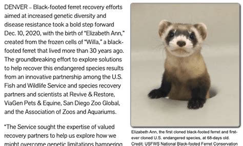 Innovative Genetic Research Boosts Black Footed Ferret Conservation