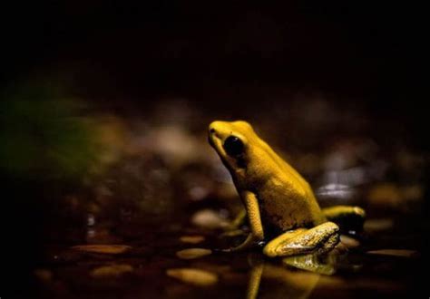 Amazing And Wonderful Frogs Wander Lord