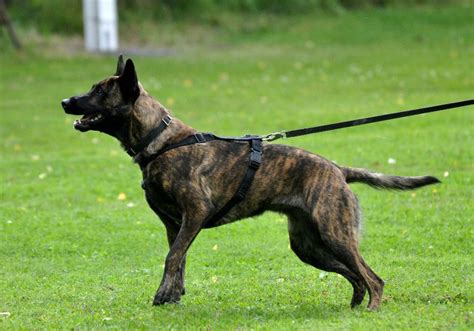 Dutch Shepherd Dog Info Temperament Puppies Training