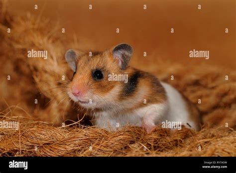 Golden Hamster Mesocricetus Auratus Sits Between Coconut Fibres