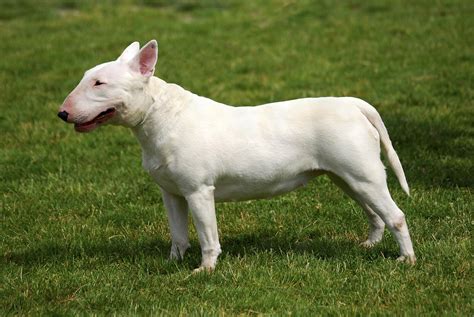 Caring For A Bull Terrier