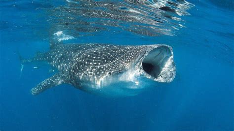 It Turns Out Whale Sharks Are The Largest Omnivores On Earth