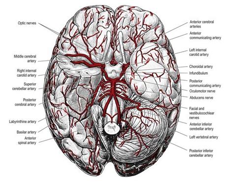 Cerebral Arteries Anatomy