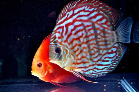 discus, Tropical, Fish Wallpapers HD / Desktop and Mobile ...