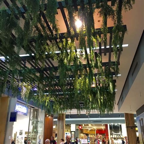 Hanging Plants On Trellis Adelaide Hanging Plants Ceiling Design