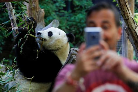 San Diego Zoo Says Goodbye To Its Giant Pandas The Washington Post