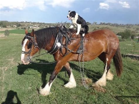 Ruby Border Collie Dog Riding Bella Clydesdale Horse