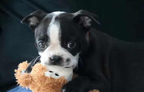 12 Interesting Facts About Boston Terriers You Probably Didnt Know