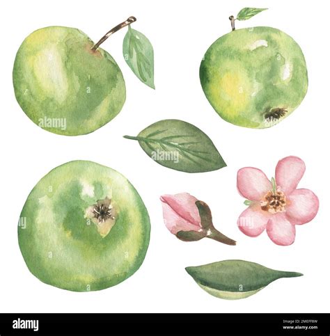 Aquarell Handgezeichneter Apfel Clipart Illustration Gr Ner Fr Chte