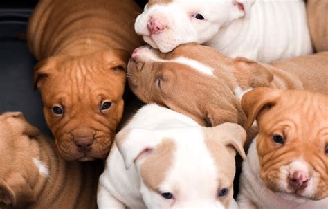 Mastiff Pit Bull Mix Puppies Pitbull Mastiff Mix All You Need To Know