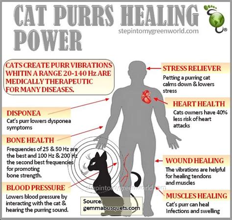 Health Benefits Of Owning A Cat Cat Stuff Pinterest