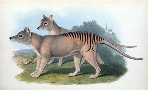 Genetics Startup Wants To Bring The Tasmanian Tiger Back Popular Science