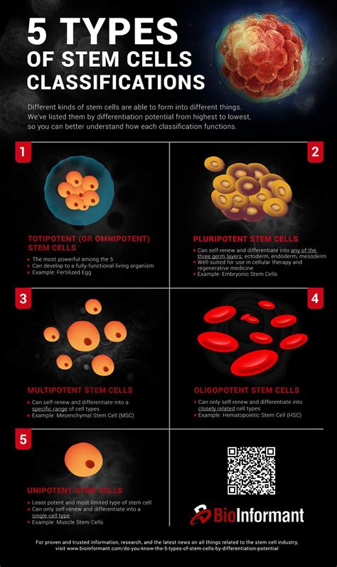 Do You Know The 5 Types Of Stem Cells Bioinformant Stem Cell