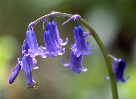 Wildflower Reiki Blue Bell Flowers Bluebells Fairy Garden