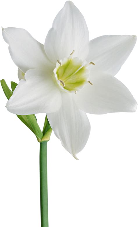 Большой белый цветок Цветы Картинки Png Галерейка