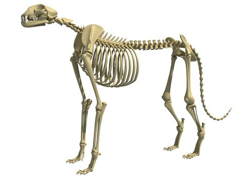 Cheetah Skeleton 3d Model By 3d Horse