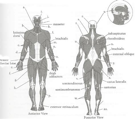 Posterior E Anterior Anatomia
