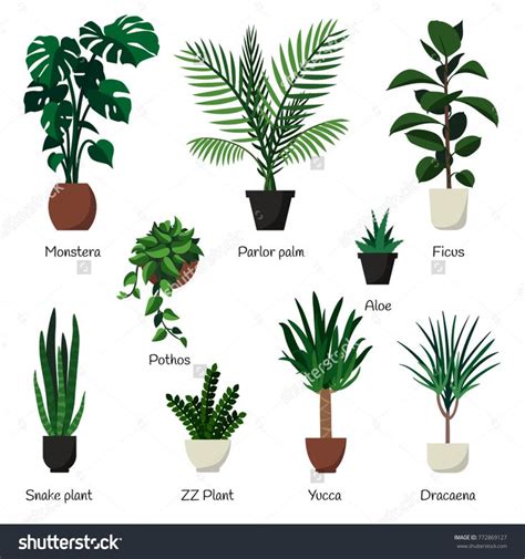 Vector Isolated Set Various Indoor Ornamental Plants With Names Most