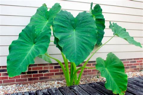 How To Take Care Of Elephant Ear Plant - Plant Ideas