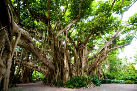 9 Trees That Grow In India And All You Need To Know About Them