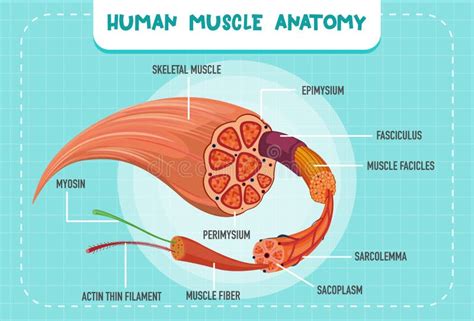 Human Muscle Anatomy Structure Stock Vector Illustration Of Body