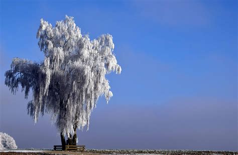 Free Picture Nature Landscape Blue Sky Water Tree Willow Snow