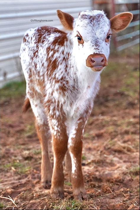 Cute Texas Longhorn Calf Cute Baby Cow Baby Farm Animals Fluffy Cows