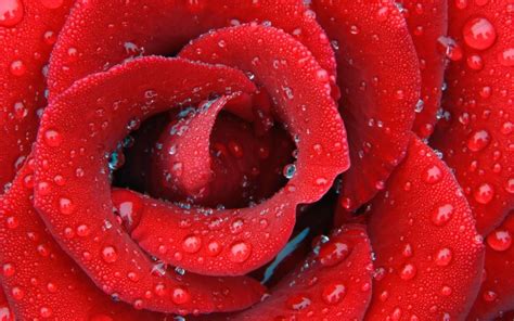 Red Rose With Raindrops Rose Flower Wallpaper Rose Wallpaper Hd Flowers
