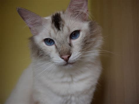 Their patterns can be mitted, colorpoint, lynx, bicolor, and particolored. Ragdoll Cat Color Changing Problem For Dr. Jenn and ...