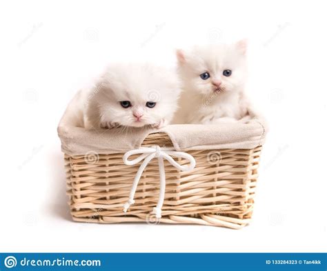 Two Scottish Fluffy Kittens Stock Image Image Of British