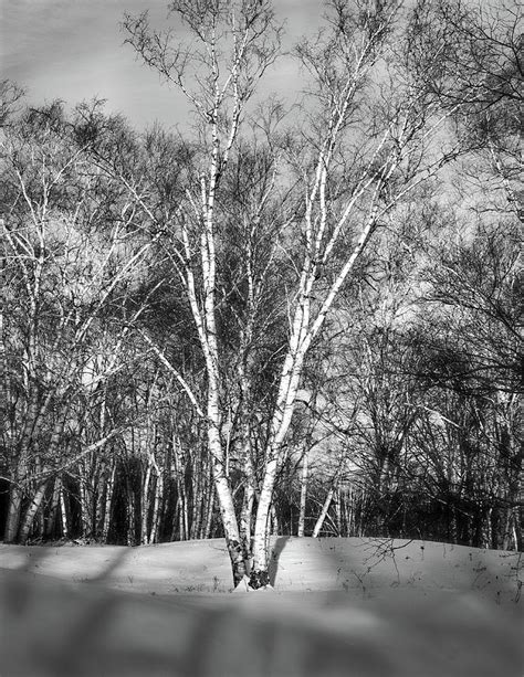 Sunlit Birch Tree In Winter Photograph By Steven Kornfeld Fine Art
