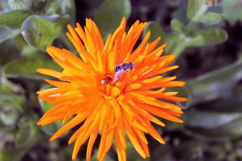 There are four benefits of companion planting Companion planting with marigolds | Companion gardening ...