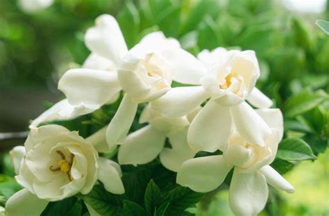 The Best Fragrant Flowers For Your Garden Better Homes And Gardens