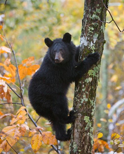 Black Bear Cub Shenandoah National Park Ed Fuhr Photography