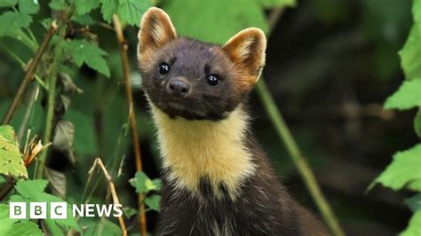 Mystery Of Pine Marten Found Dead 100 Miles From Home