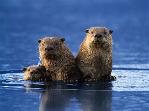 Encyclopedia Of Animal Facts And Pictures Otter