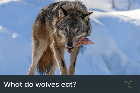 What Do Wolves Eat List Of Animals Hunted By Wolves