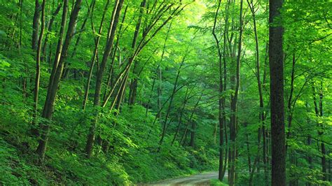 Road Between Foliage Green Trees Hd Nature Wallpapers Hd