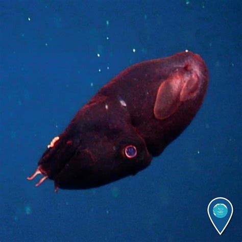 10 Incredible Vampire Squid Facts Wiki Point