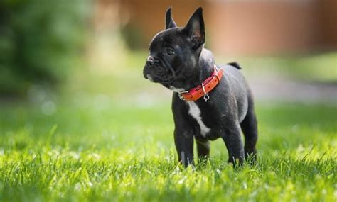 The Most Common French Bulldog Health Issues And How To Solve Them
