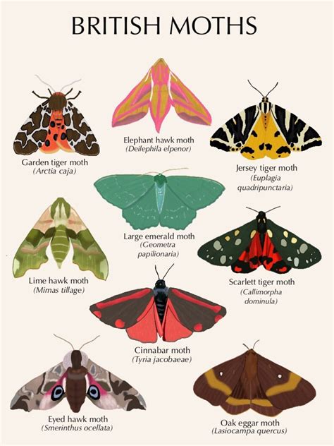 British Moth Print Mixed Moth Insect Print Wall Art Etsy Uk