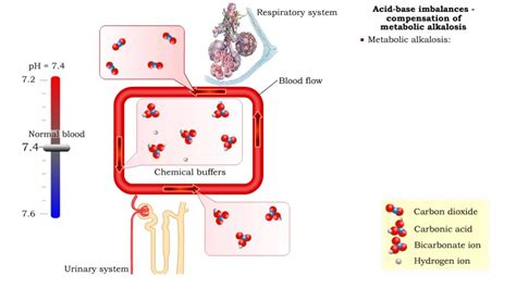 Acid Base Imbalances Compensation Of Metabolic Acidosis And Alkalosis
