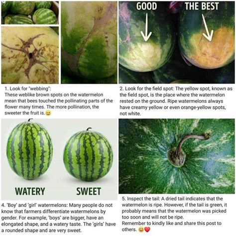 How To Pick And Identify A Ripe Watermelon Watermelon Ripeness